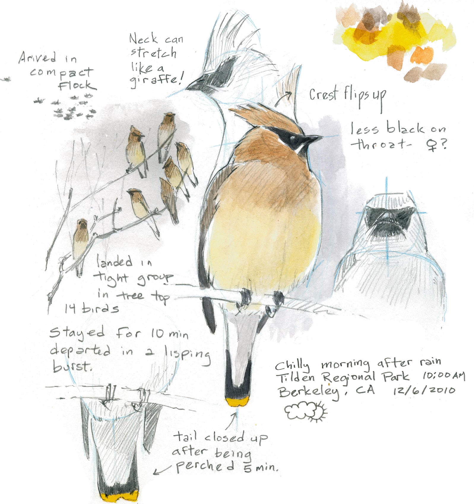 Law's Guide to Drawing Birds Red Orchard